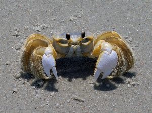 About Lowcountry Tours